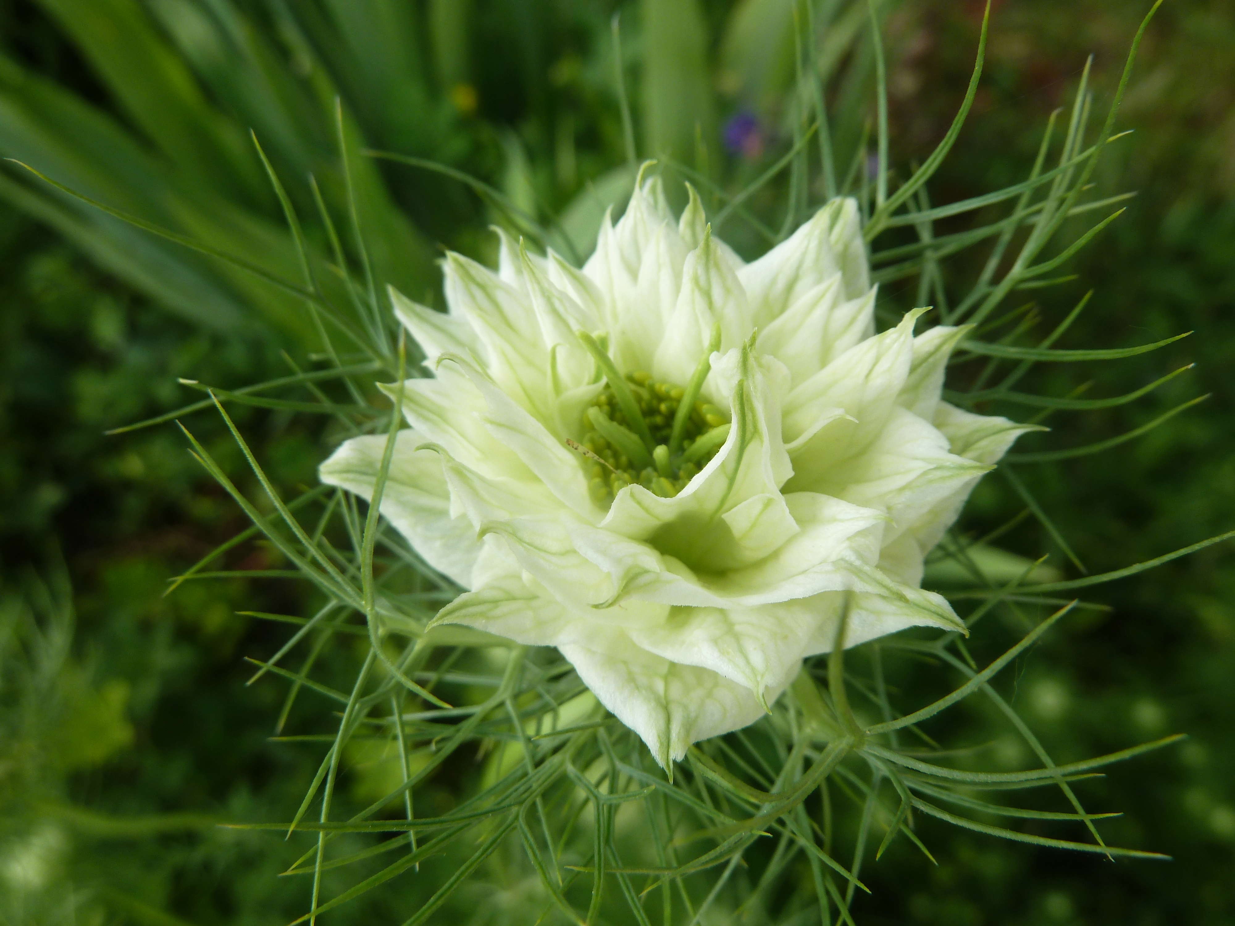 les jardins sont beaux en mai ! - Page 4 20180571