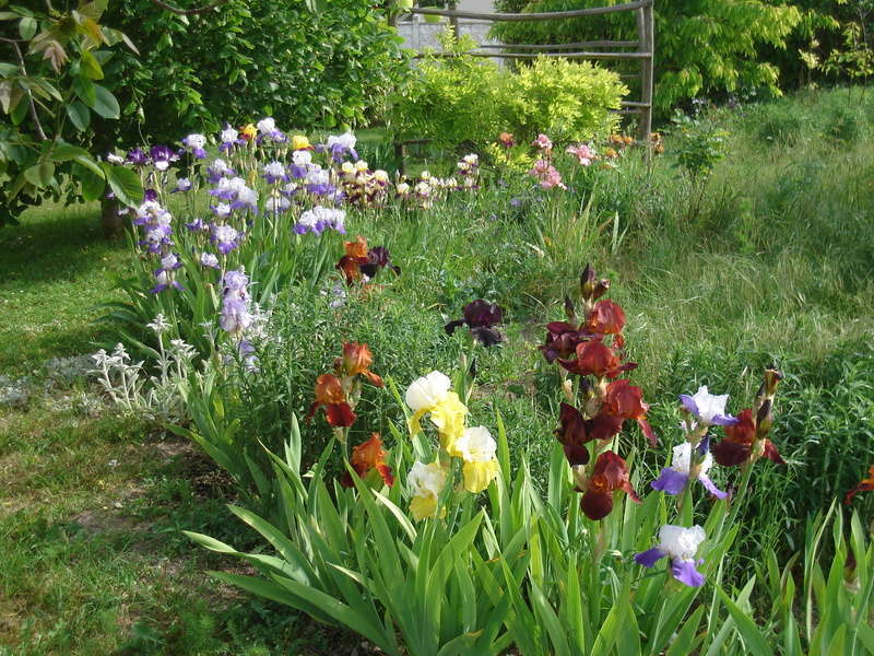Iris 'Salonique' - Flora [identification] Dsc05210