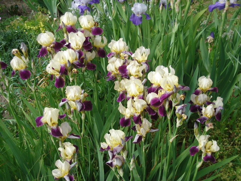 Iris 'Salonique' - Flora [identification] Dsc05211