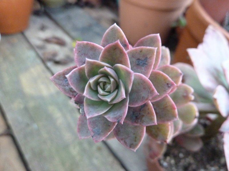 Echeveria 'Golden Towers' Echyve10