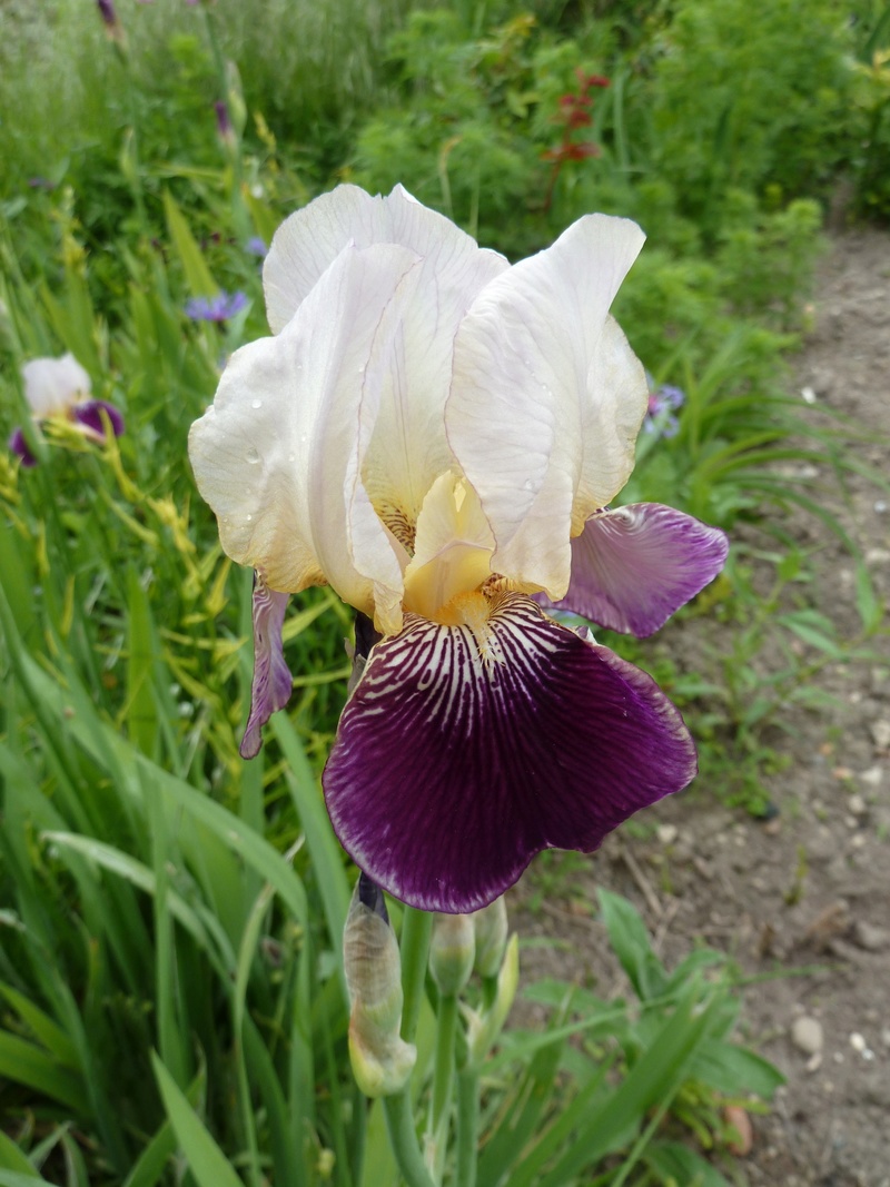 Iris 'Salonique' - Flora [identification] Iris1610