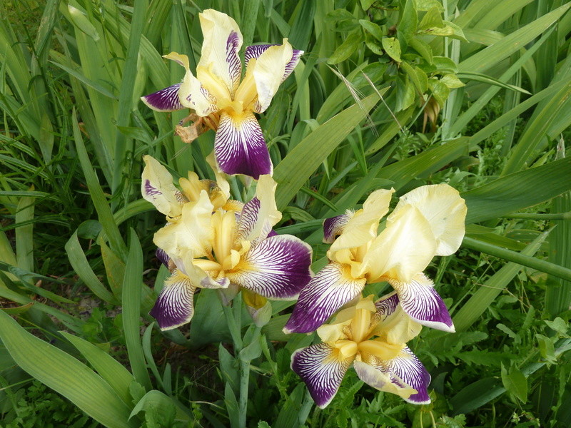 Iris 'Lorelei' - Flora [identification] P1020111