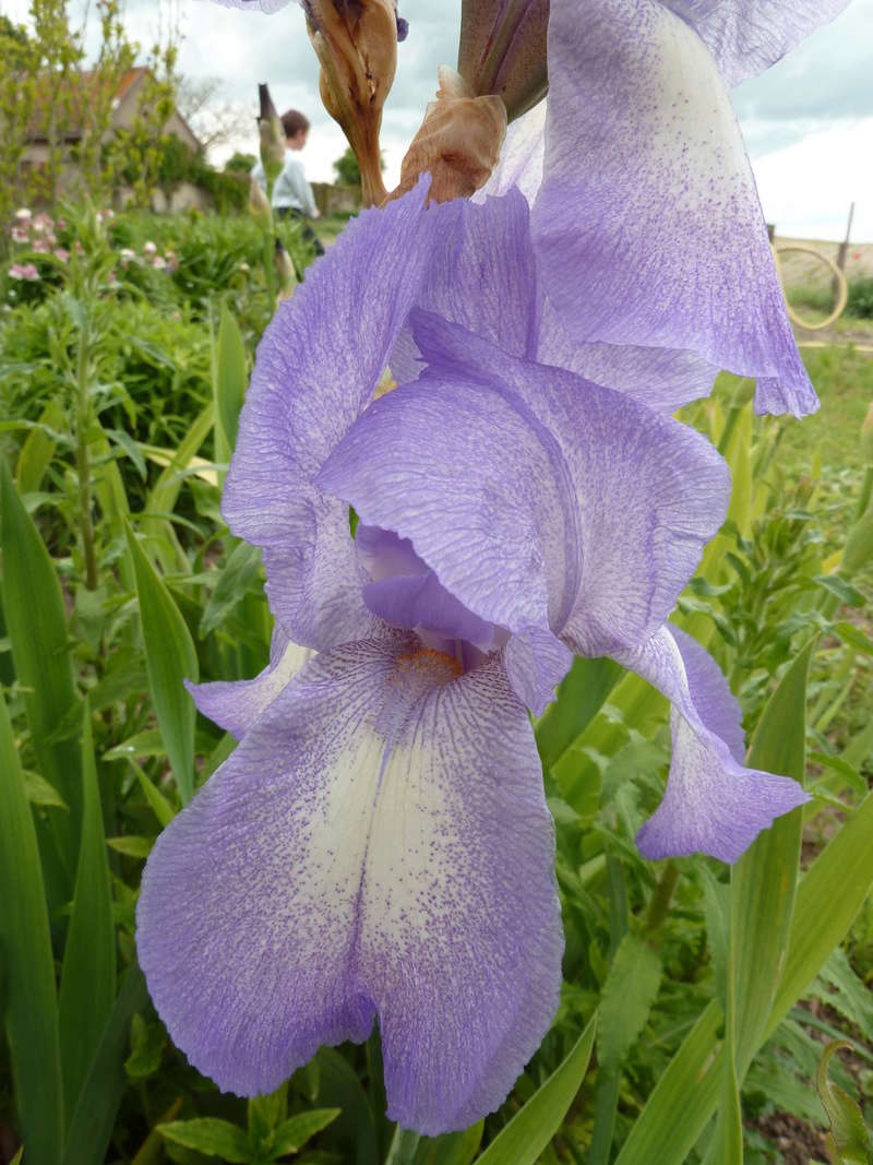 blue shimmer - Iris 'Blue Shimmer' ? - Flora [identification à confirmer] P1020112