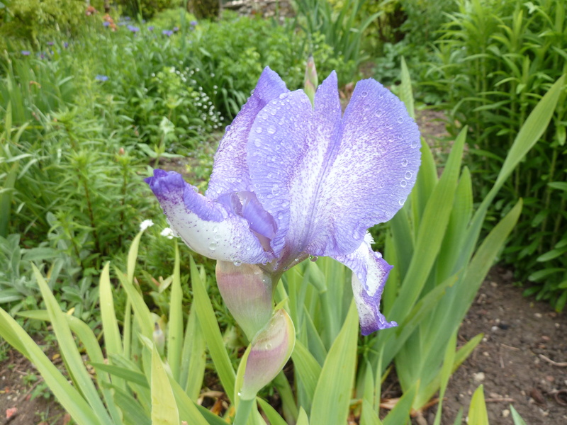 blue shimmer - Iris 'Blue Shimmer' ? - Flora [identification à confirmer] P1040911