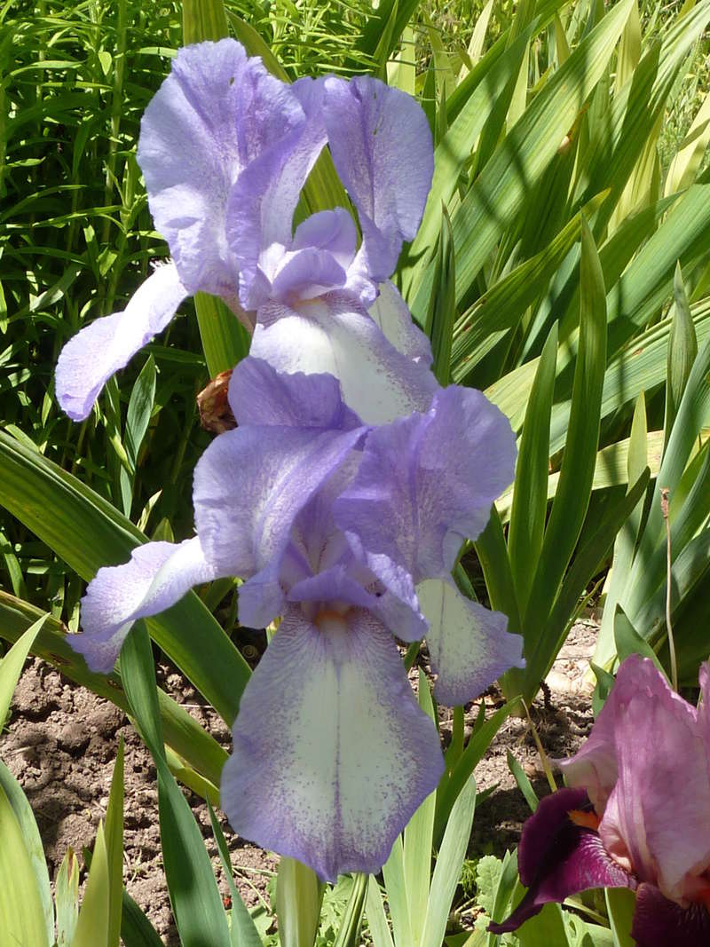 blue shimmer - Iris 'Blue Shimmer' ? - Flora [identification à confirmer] P1050210