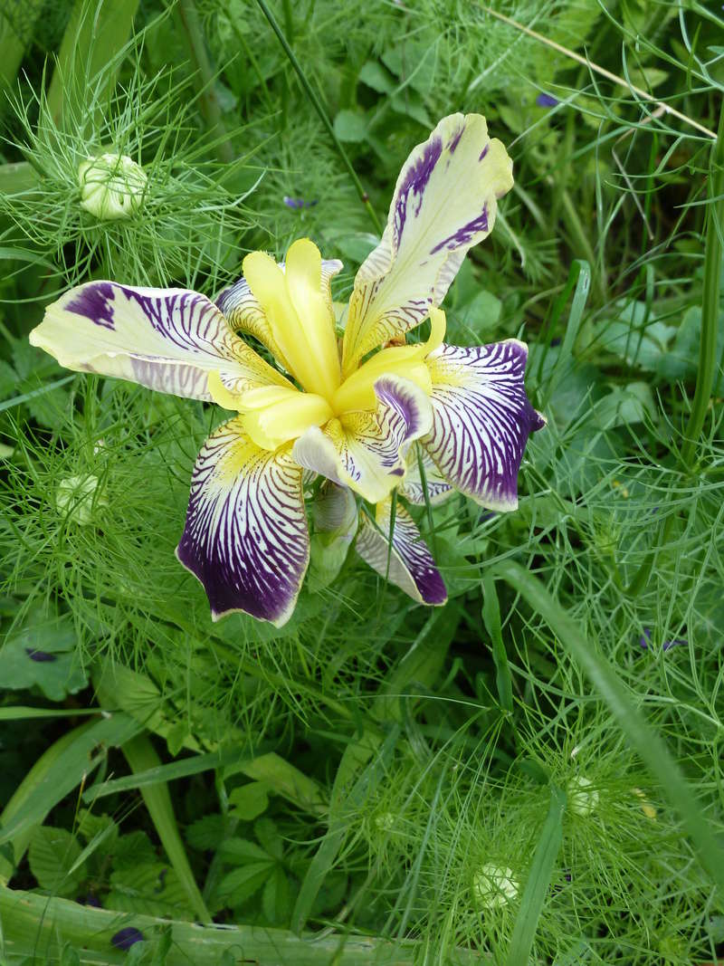 Iris 'Lorelei' - Flora [identification] P1050410