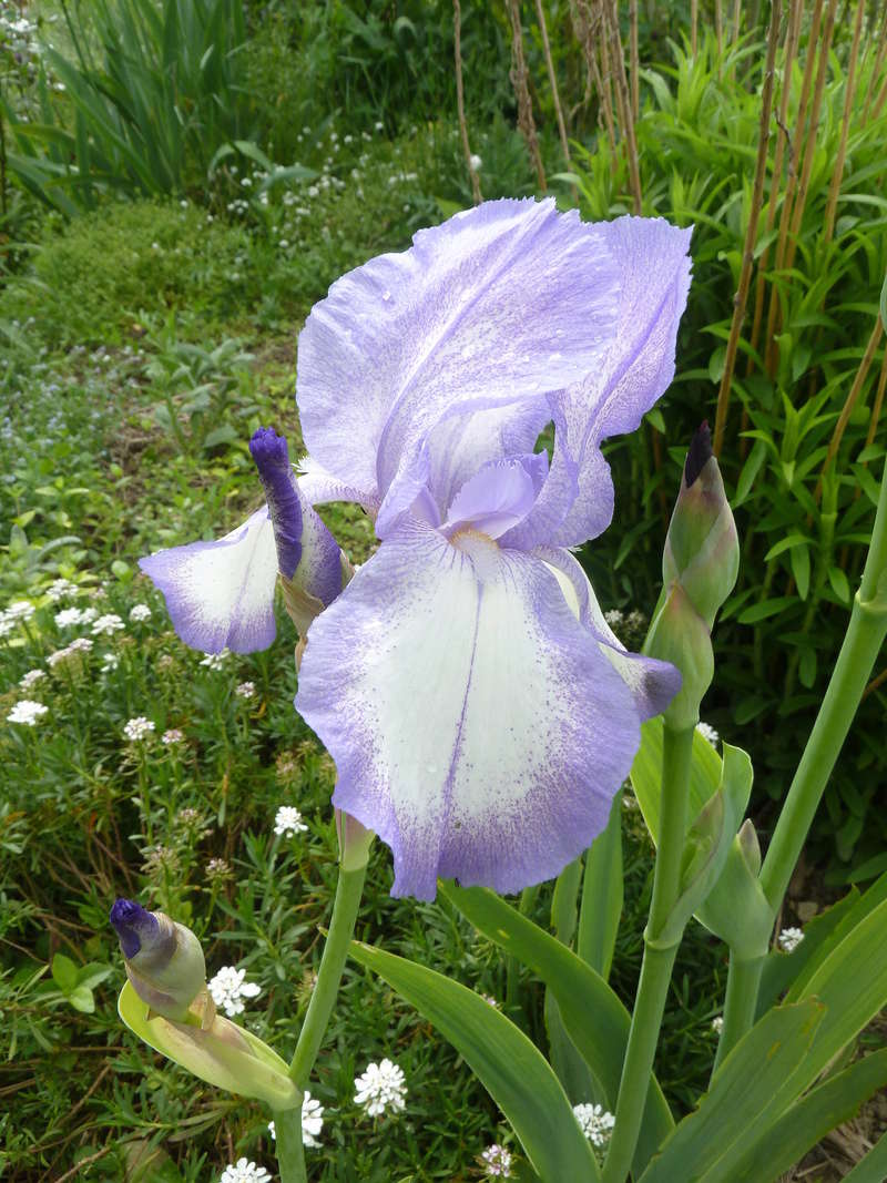 Iris 'Blue Shimmer' ? - Flora [identification à confirmer] P1090810