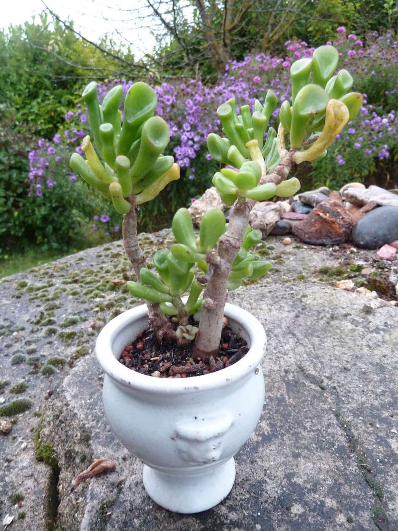 Crassula ovata 'Gollum' P1120510