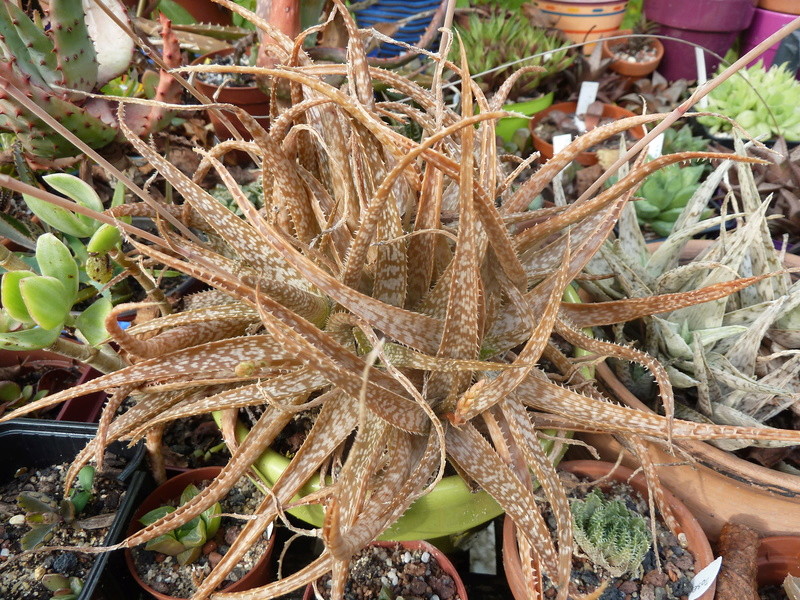 Aloe bakeri P1270110