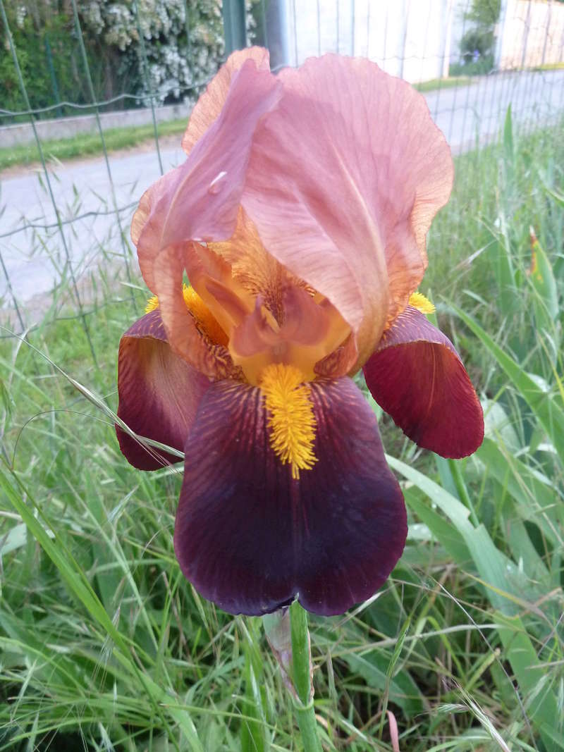 Iris 'Hautbois' - Flora [identification] P1290414
