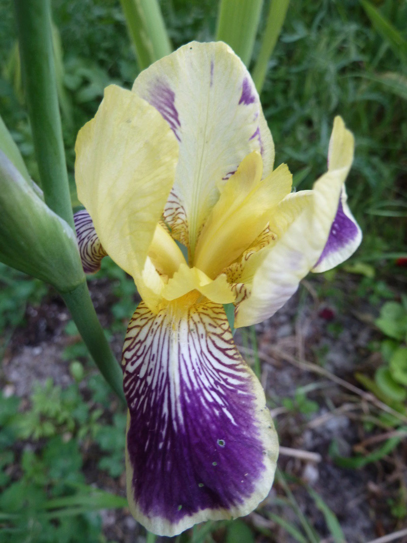 Iris 'Lorelei' - Flora [identification] P1290910