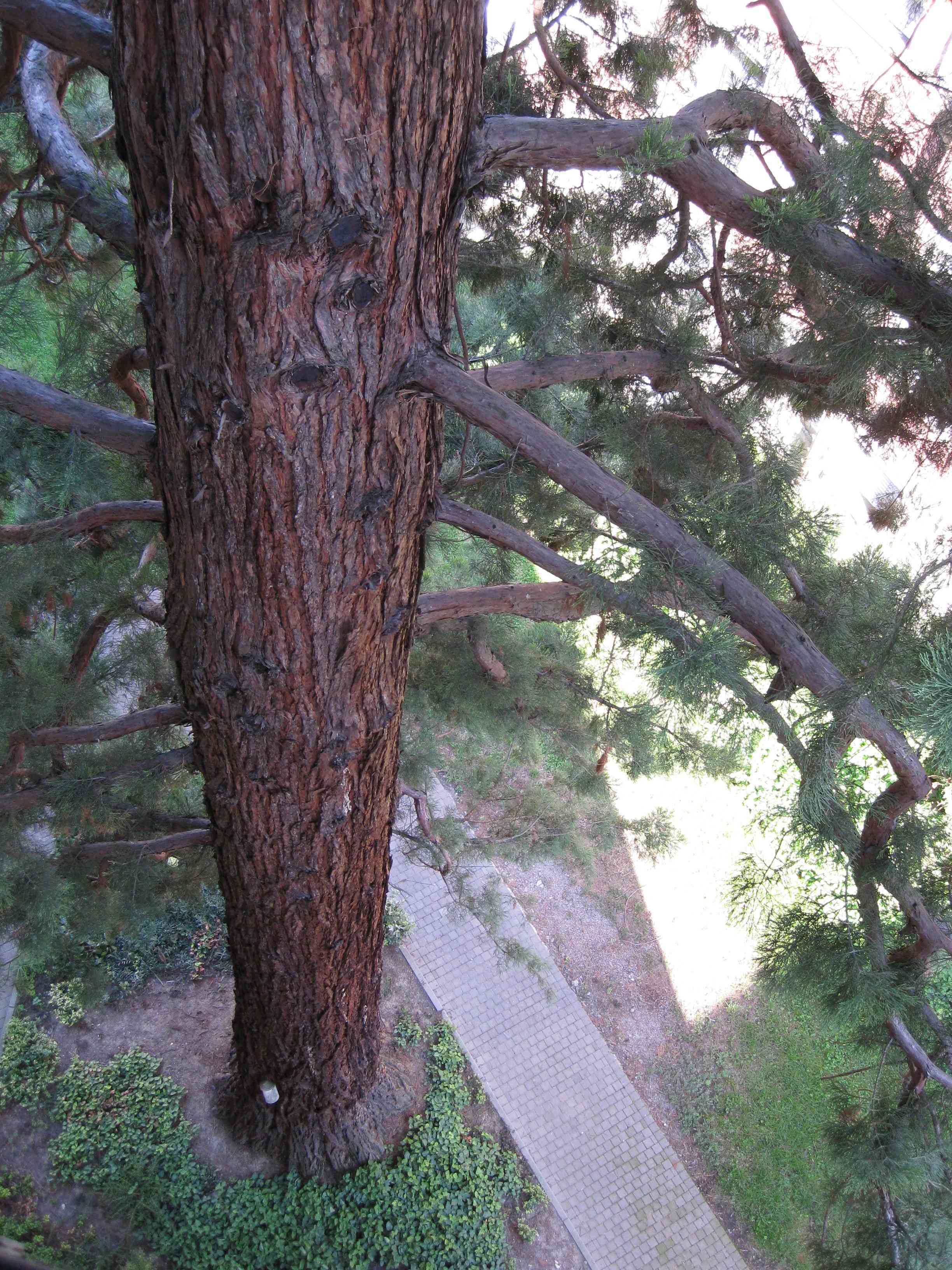 Mammutbäume: Sequoia, Sequoiadendron, Metasequoia - Seite 7 Img_3511