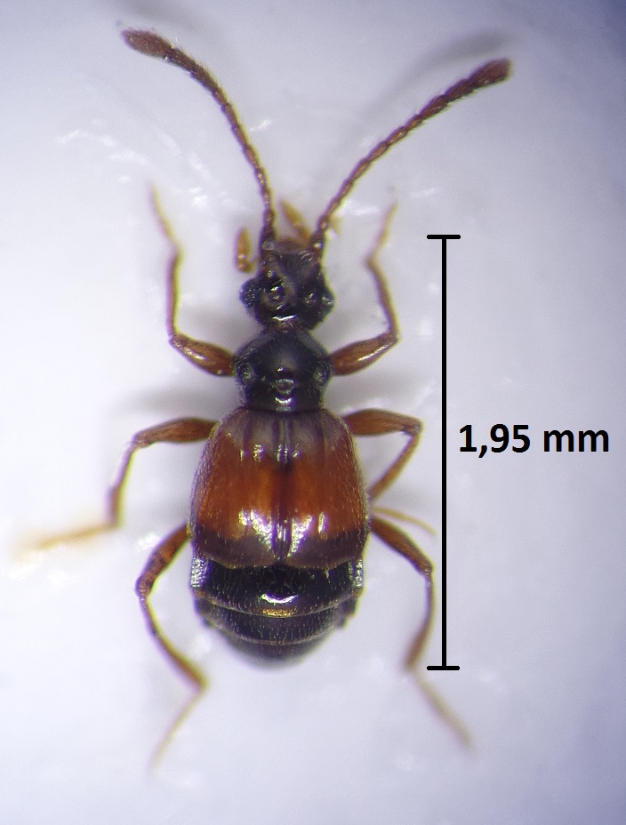 Rybaxis longicornis (Leach, 1817) Rybaxi10