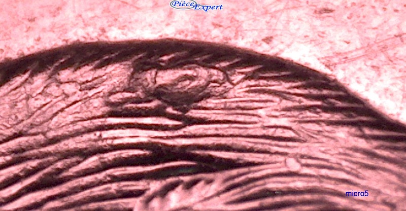 1998 - Éclat de Coin Dos du Castor (Die Chip on Bvr's) Cpe_im64