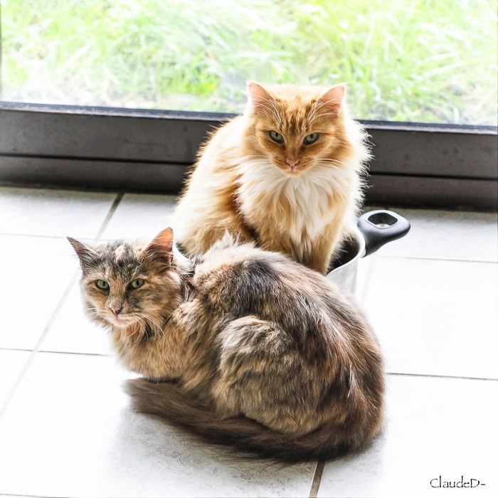 Animaux, oiseaux... etc. tout simplement ! - Page 13 Chats10