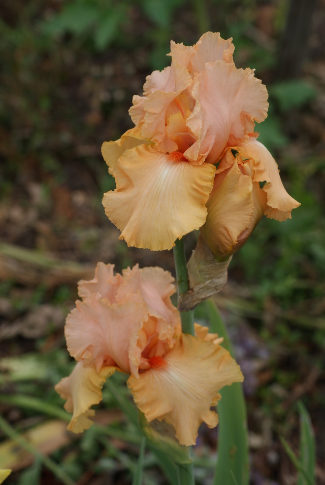 Iris 'Coral Sunset' ? - lafutaie [identification à confirmer] 00410