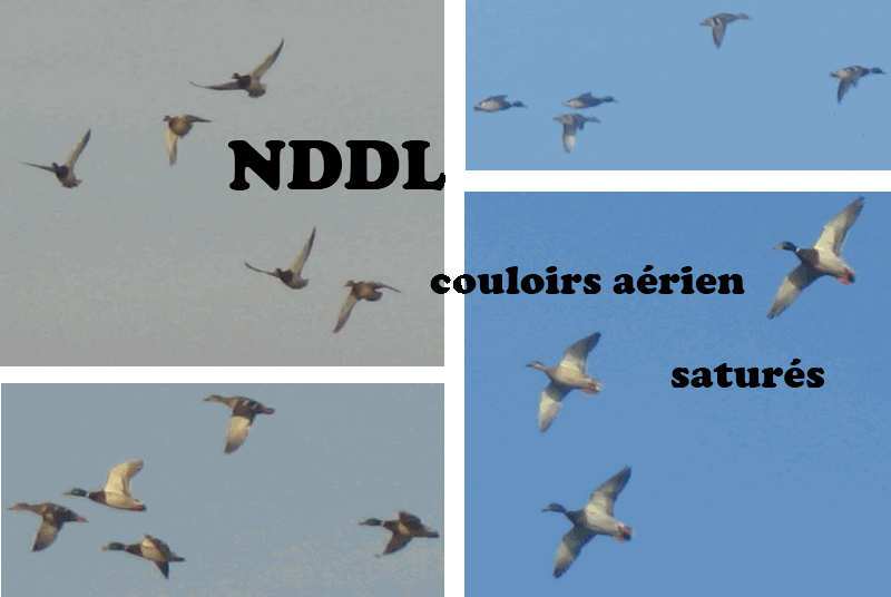 je ne comprend pas - Page 2 Nddl10
