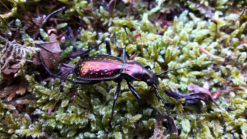 Chrysocarabus Rutilans Rutilans Fotor_14