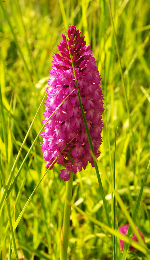 Les Orchidées Rochefortaise Imgp1814