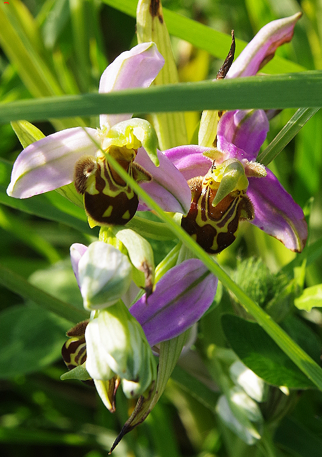 Les Orchidées Rochefortaise Imgp7912