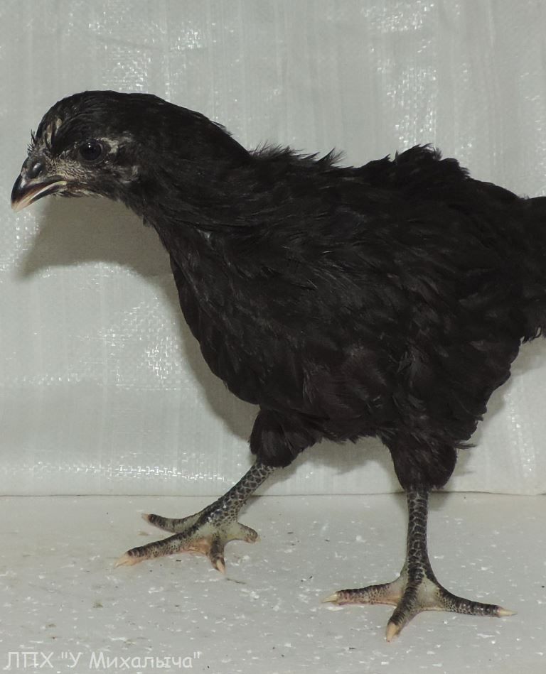 Как называется порода черных кур. Московская чёрная порода кур. Цыплята Московской черной курицы. Московская черная цыплята. Курица Московская чёрная 2 месяца.