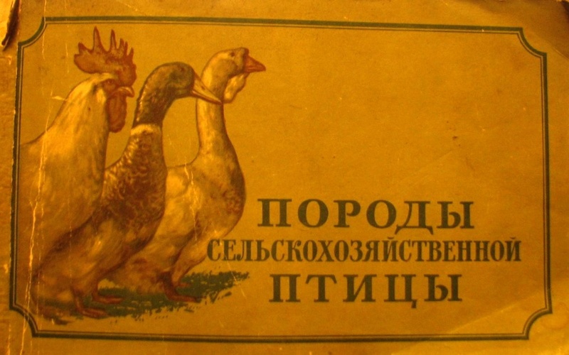 Русская белая порода кур - Страница 3 0140