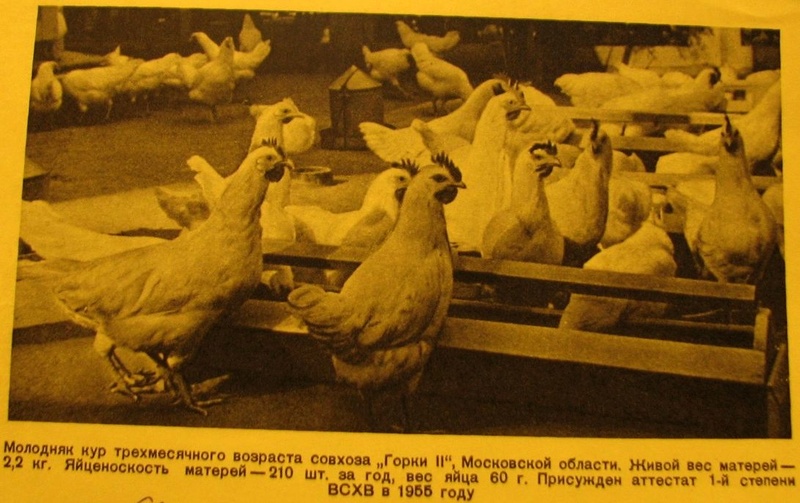 Русская белая порода кур - Страница 3 1612