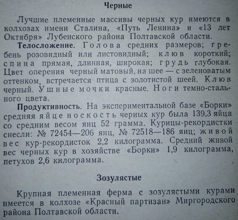 Украинская чёрная порода кур - Страница 5 312