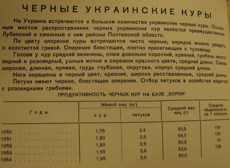 Украинская чёрная порода кур - Страница 5 5011