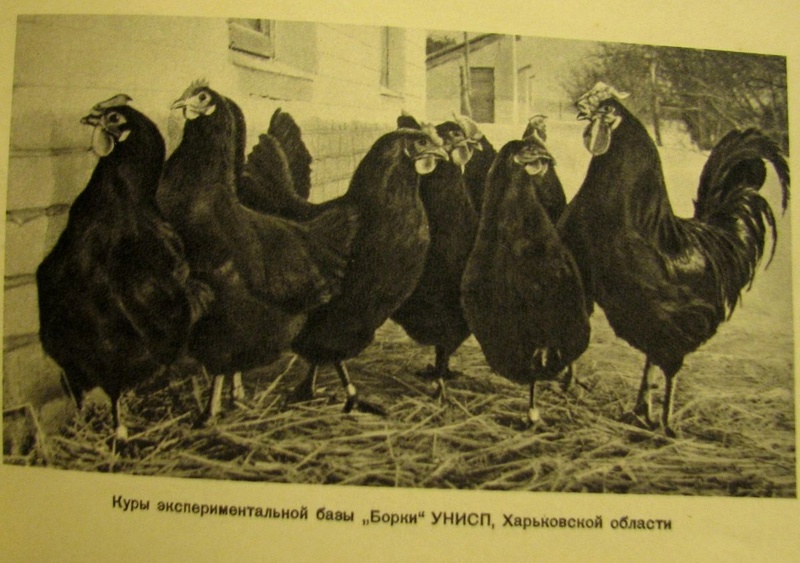 Украинская чёрная порода кур - Страница 5 5311