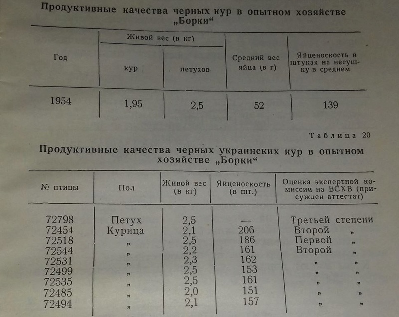 Полтавские породы кур Ai5-110