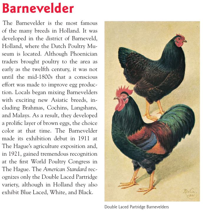 Барневельдеры - голландские куры - Страница 4 Image142