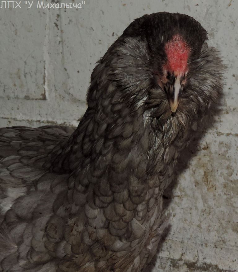Гилянская порода кур, Gilan breed chickens Oaez-110