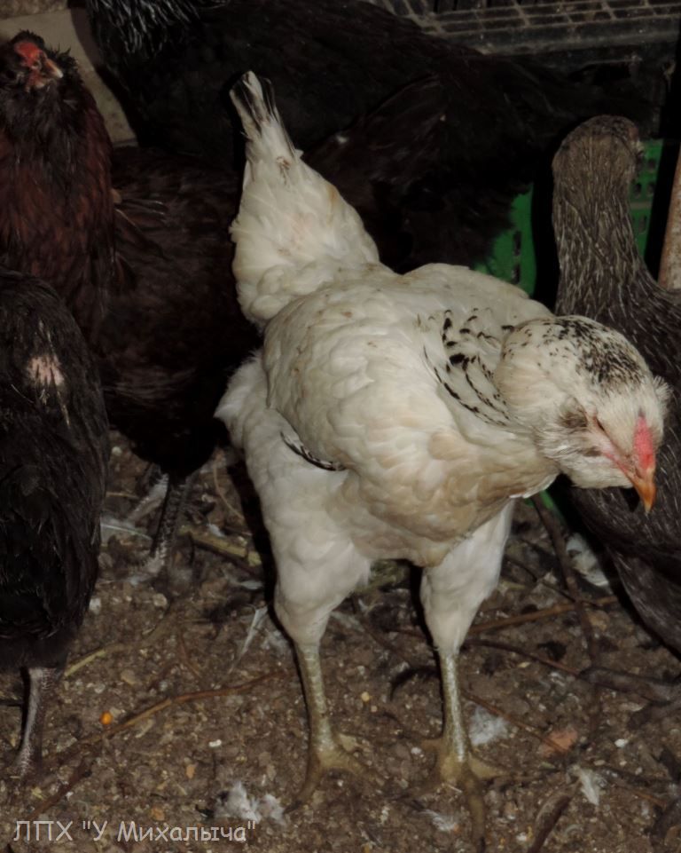 Гилянская порода кур, Gilan breed chickens Oaez-115