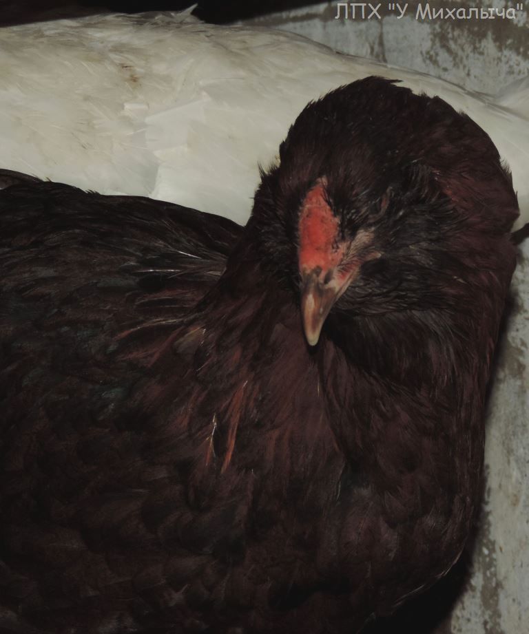 Гилянская порода кур, Gilan breed chickens Oaez-117