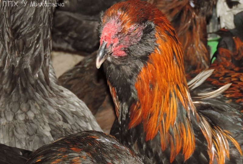Гилянская порода кур, Gilan breed chickens Oaez-124