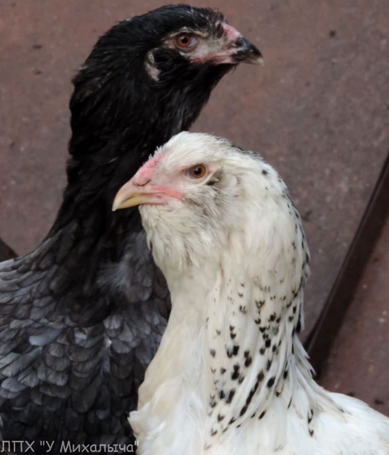 Гилянская порода кур, Gilan breed chickens Oaez-211