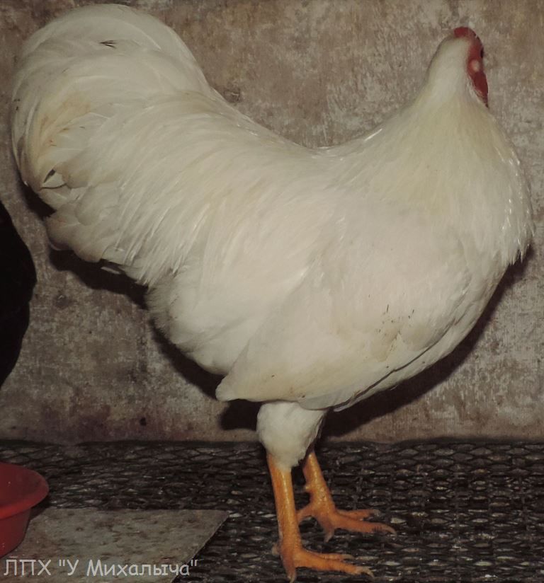 Карликовая дрезденская порода кур, Dresden bantam chickens Oeeez-27