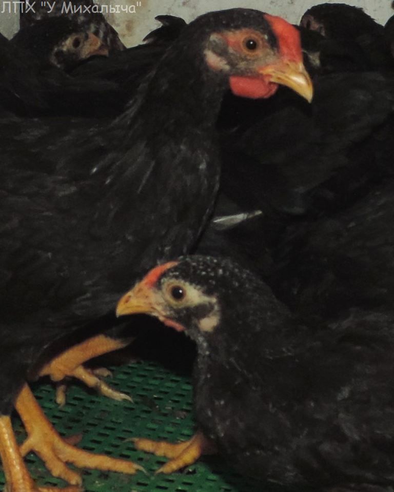 Карликовая дрезденская порода кур, Dresden bantam chickens Oeeez-66