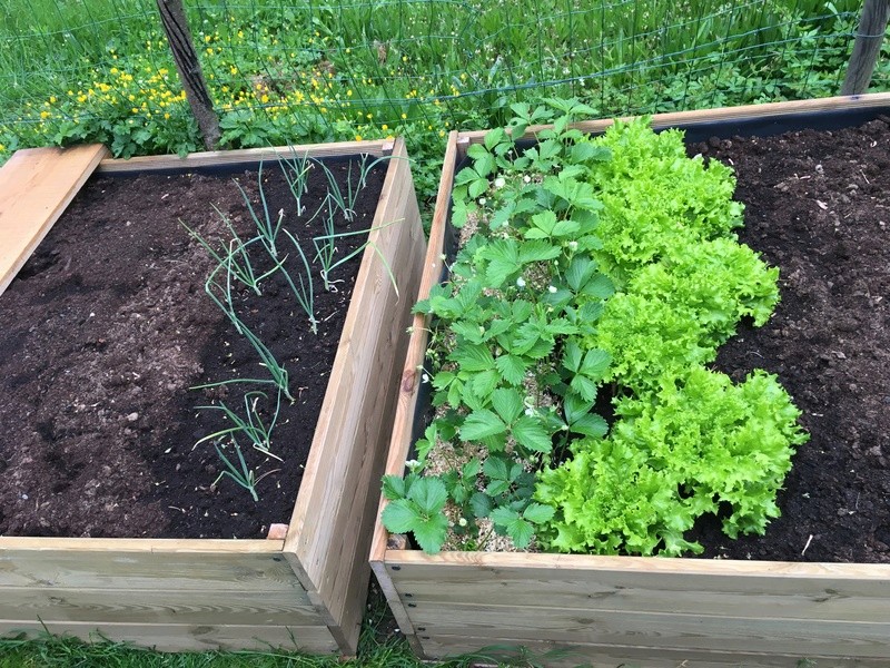 On va au jardin ? - Page 5 Img_3329