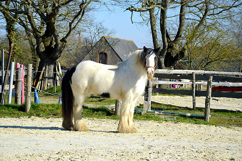 (Dept 71) 9 ans - BARNEY - Irish Cob PP - Hongre - Reservé par Evanell (janvier 2018) - Page 2 Dsc_0011