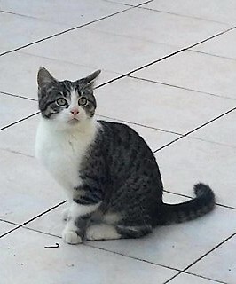 Biscotte (ex Lolita) née le 18 août 2017 25497211