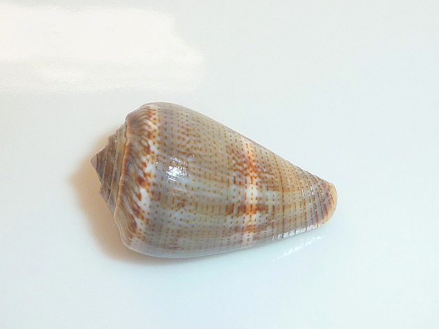 Conus (Lautoconus) desidiosus  A. Adams, 1853 Zdesid13