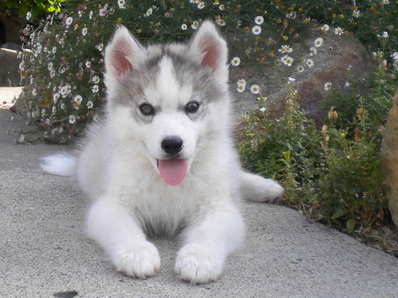 I NEED HELP! SOON TO BE HUSKY OWNER  Image14