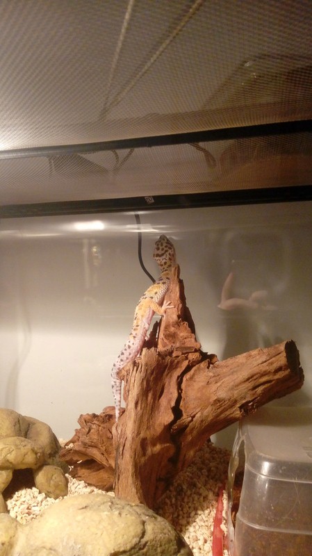 Aide gecko leopard - Page 2 20180212