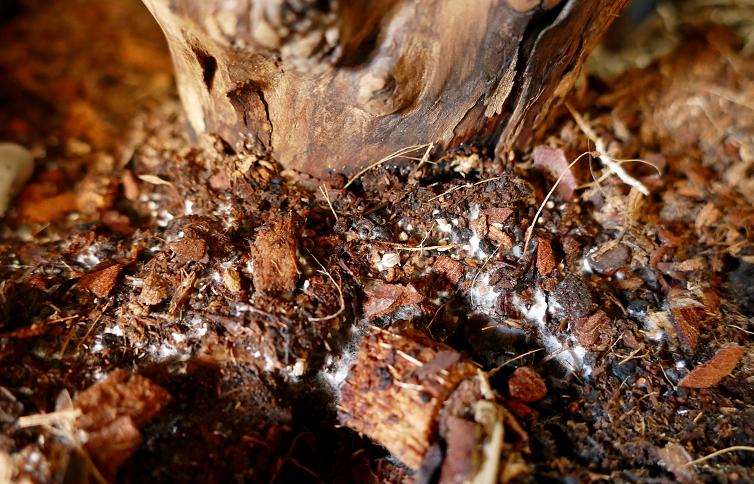 Mes champignons de terrarium Champi13