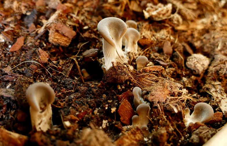 Mes champignons de terrarium Champi14