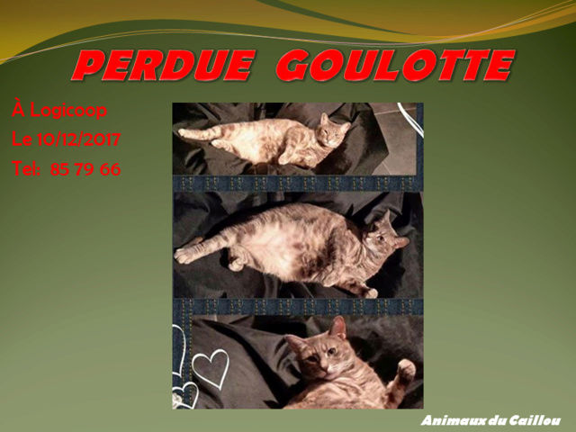 PERDUE GOULOTTE chatte stérilisée tigrée grise à Logicoop Ducos le 10/12/2017 2014mm26