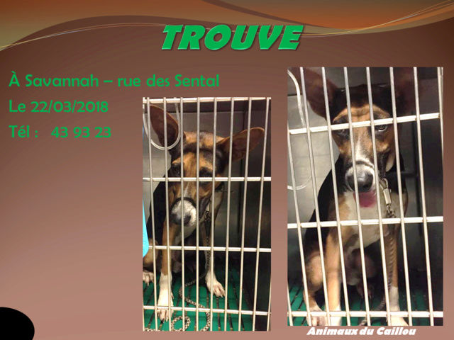 TROUVE chien grandes oreilles marron blanc noir collier et corde à savannah le 22/03/2018 2014mm61