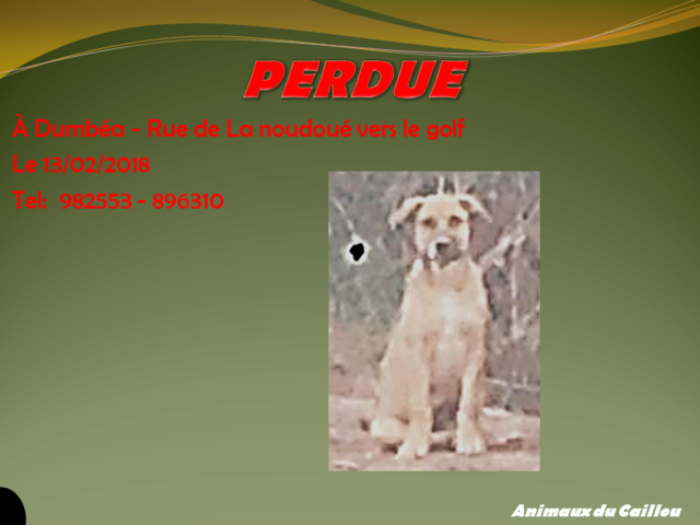 PERDUE chiot femelle marron à Dumbéa - Rue de La noudoué vers le golf le 13/02/2018 2014mm63